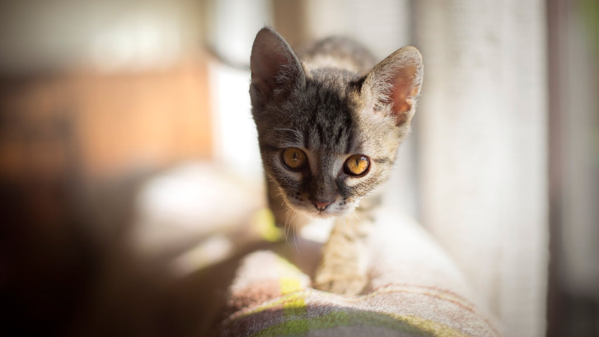 库里:用“精准”建立起NBA最“远”的防线!,库里的进攻能力