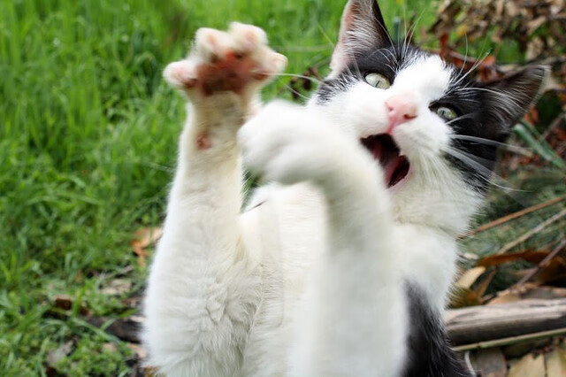 青少年篮球锦标赛:库里做客现场,现场投中长距离三分带动氛围!