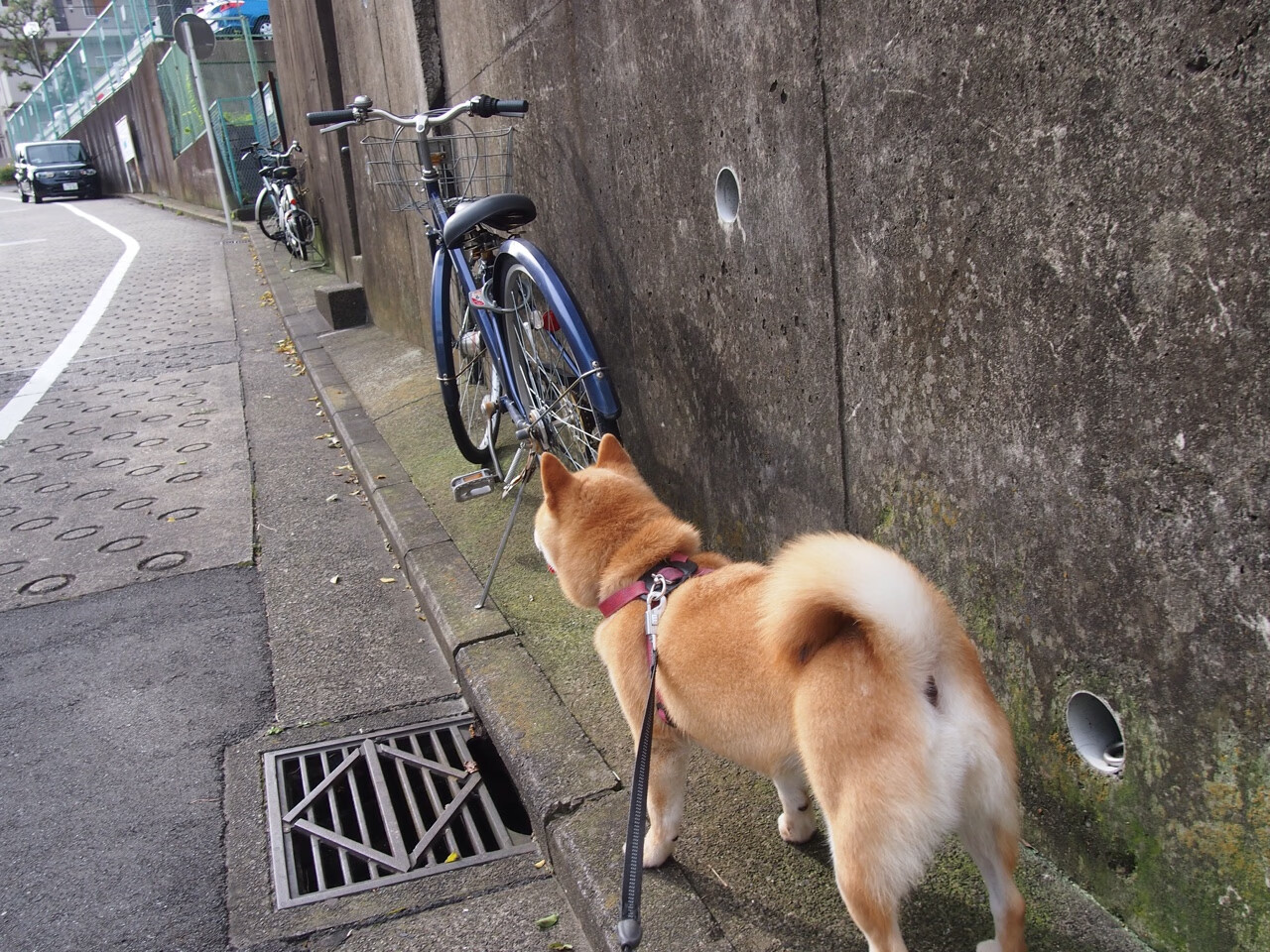 青少年篮球专项训练中心在多地落成，夯实青训基础，青少年篮球学校