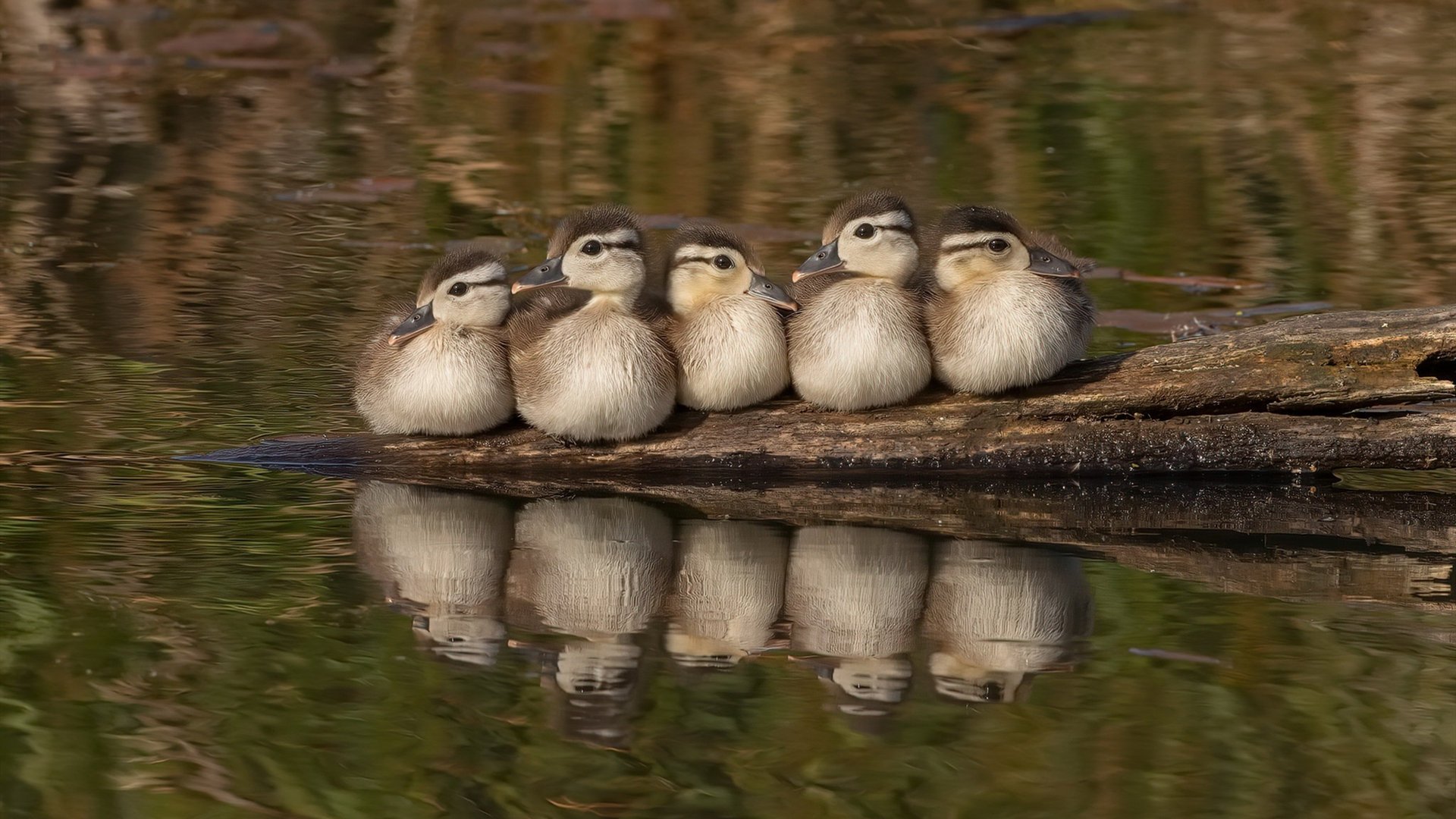 普拉提课程在企业团建中应用，提升员工凝聚力，普拉提公司介绍