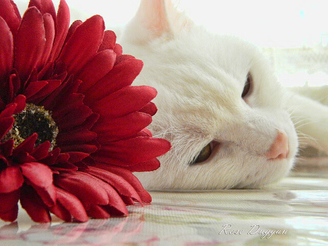 马德里德比上演激烈对抗，双方互交白卷，马德里德比视频直播