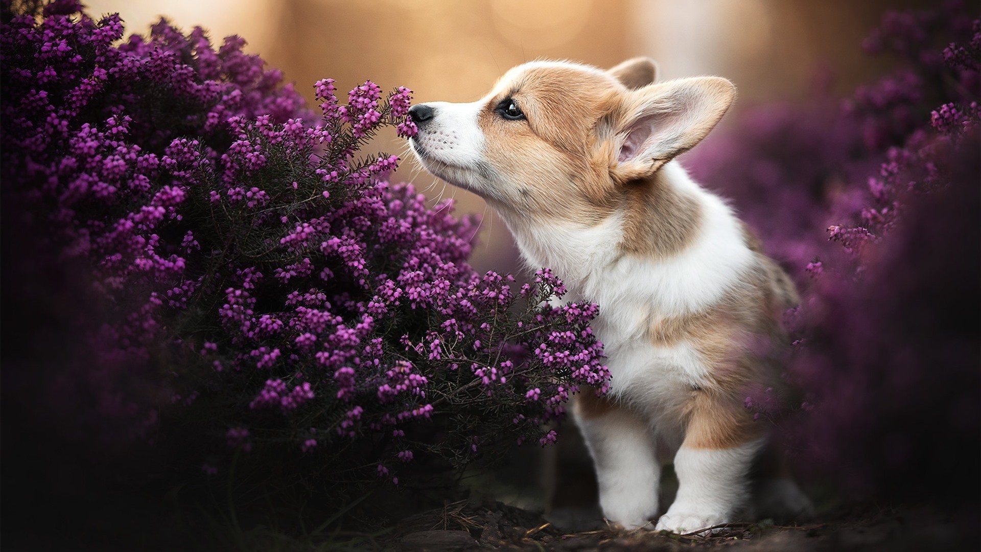 马德里德比上演激烈对抗,双方互交白卷,马德里德比视频直播