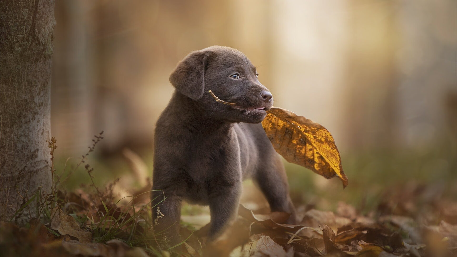 桌球大师赛丁俊晖惜败塞尔比,桌球大师赛丁俊晖惜败塞尔比视频