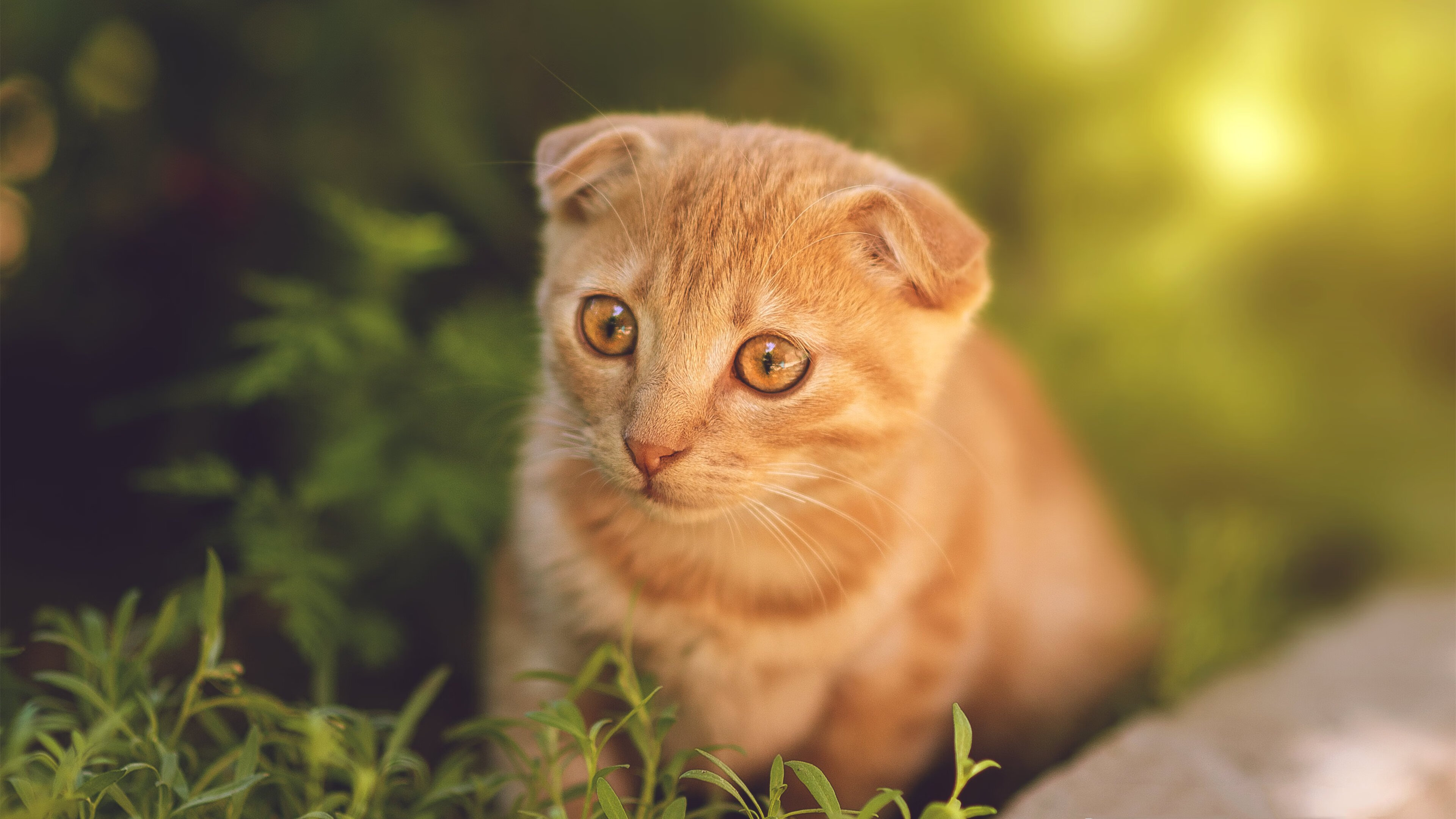 本菲卡后腰调度精准，攻守兼备，本菲卡著名球员