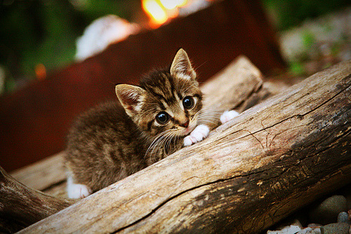 本土球员在关键赛事中缺乏自信心，本土球员得分榜