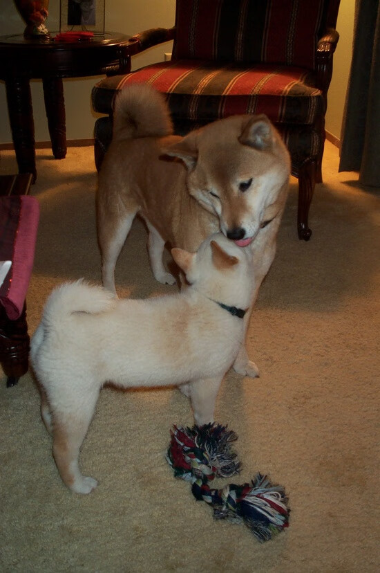 中国足球职业俱乐部青训营科学训练体系完善，中国足球青训营都有哪些