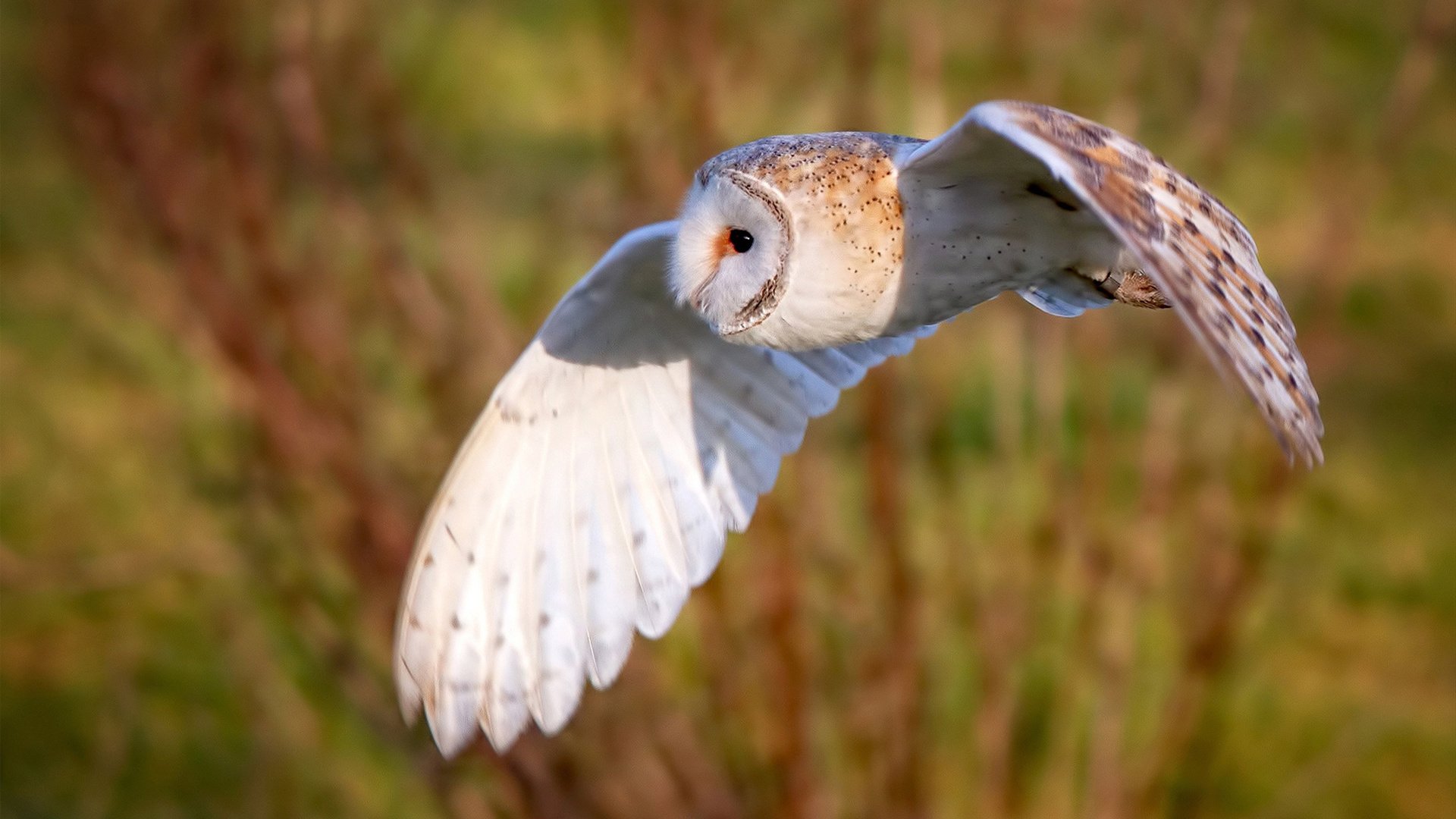 浓眉在篮下连续得分成为湖人胜利保障，浓眉缺席湖人战绩