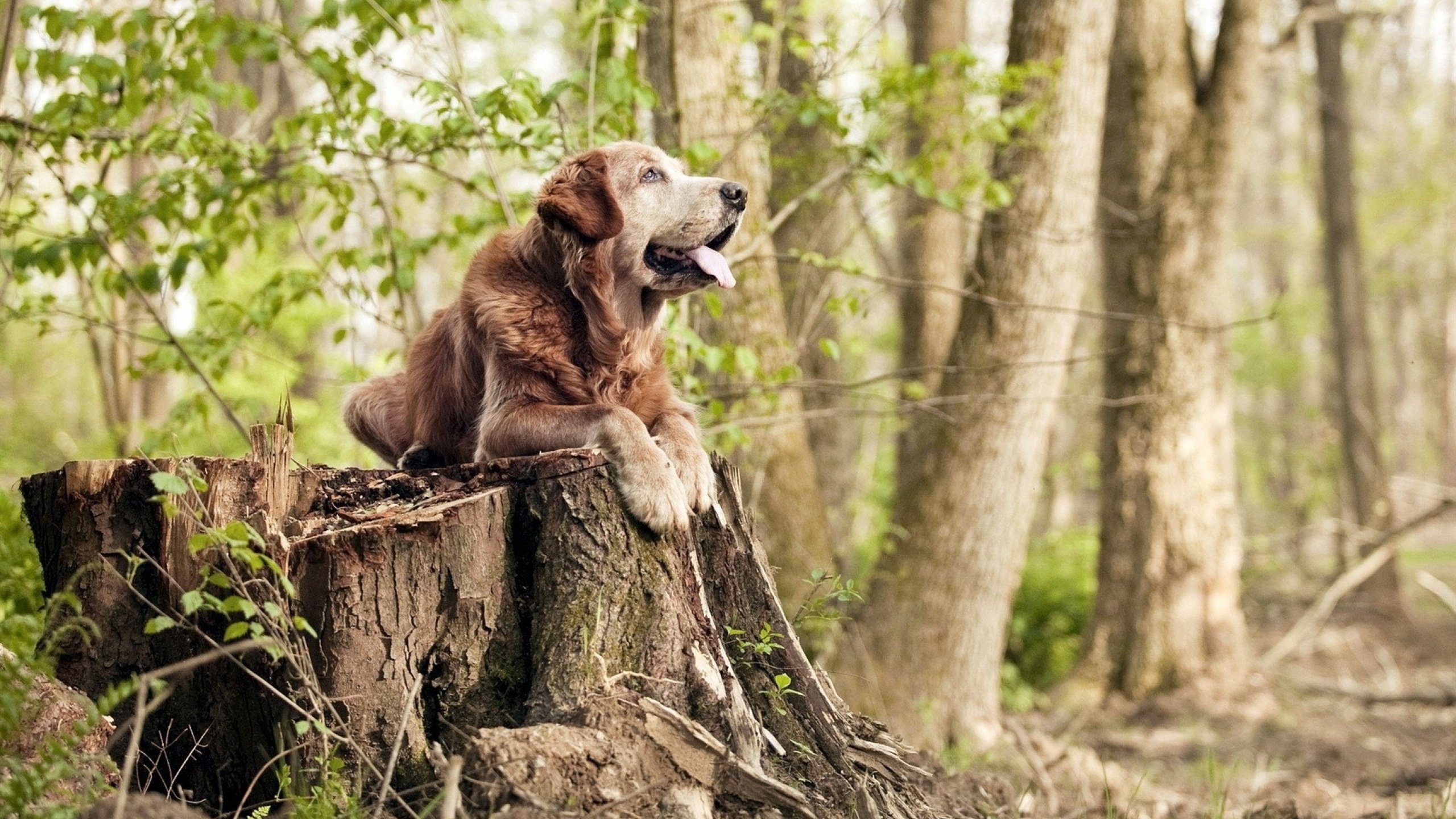 西甲明星对决:精彩突破点燃赛场!,西甲 阵容